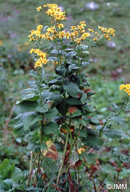 Jacobaea alpina
