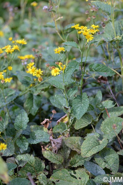 Jacobaea alpina