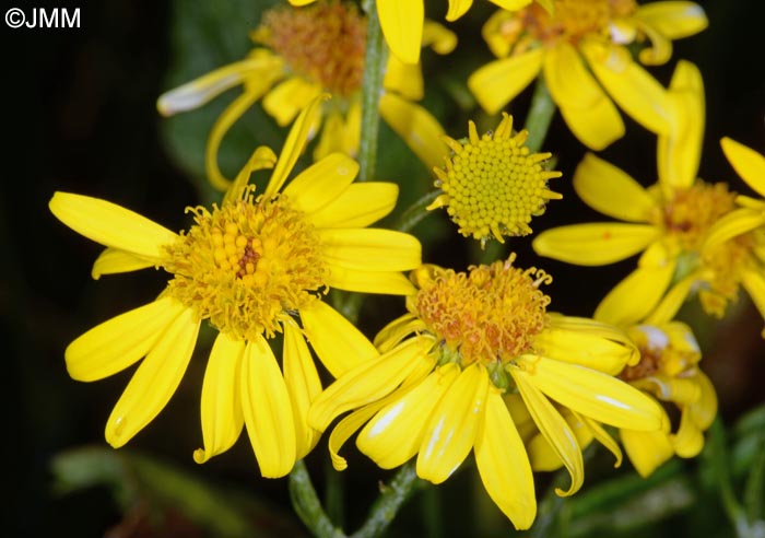 Jacobaea alpina