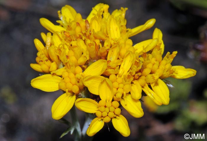 Jacobaea incana