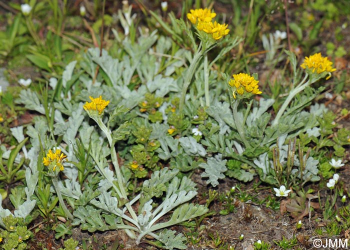 Jacobaea incana