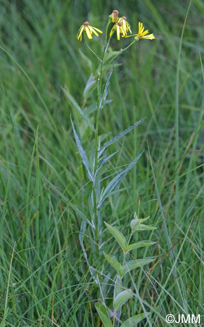 Jacobaea paludosa