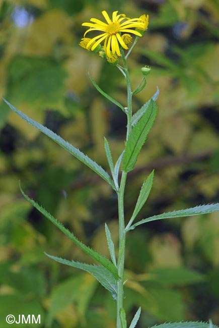 Jacobaea paludosa
