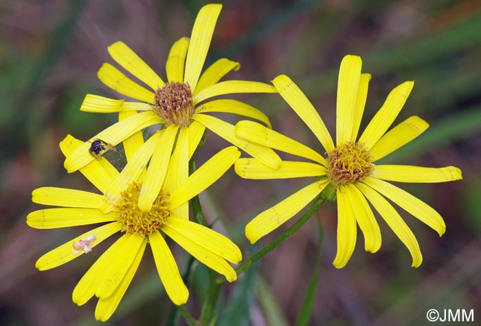 Jacobaea paludosa
