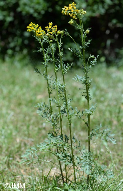 Jacobaea vulgaris