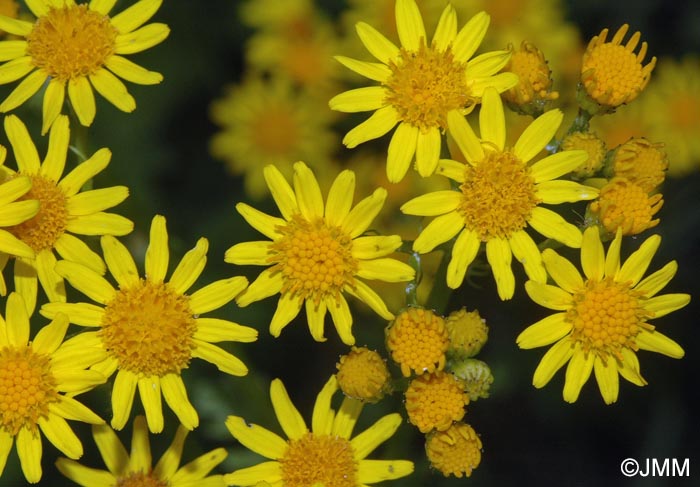 Jacobaea vulgaris