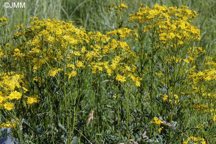Jacobaea vulgaris