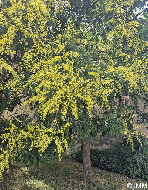 Koelreuteria paniculata