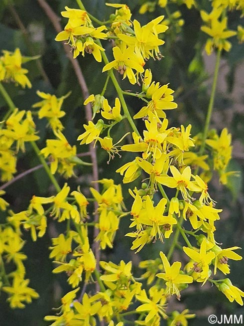 Koelreuteria paniculata