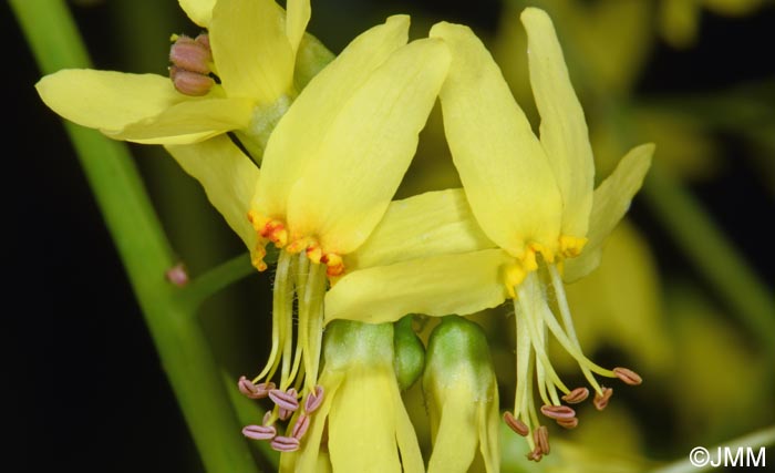 Koelreuteria paniculata