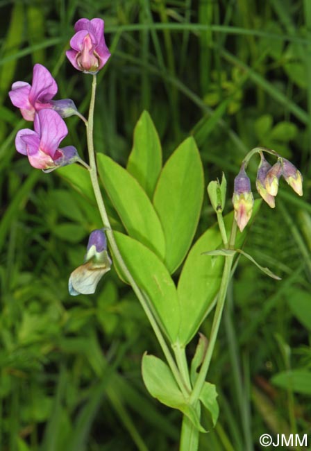 Lathyrus linifolius