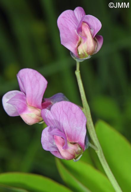 Lathyrus linifolius