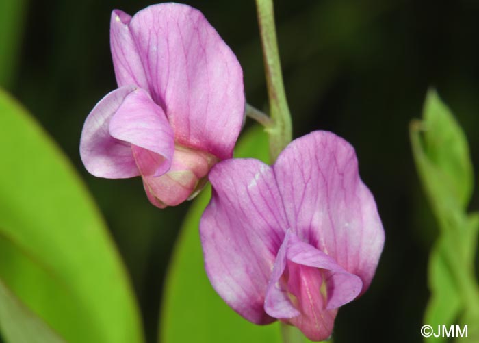 Lathyrus linifolius