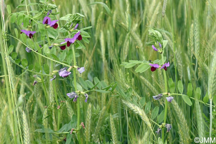 Lathyrus oleraceus subsp. biflorus = Pisum sativum subsp. biflorum
