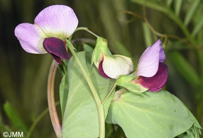 Lathyrus oleraceus subsp. biflorus = Pisum sativum subsp. biflorum