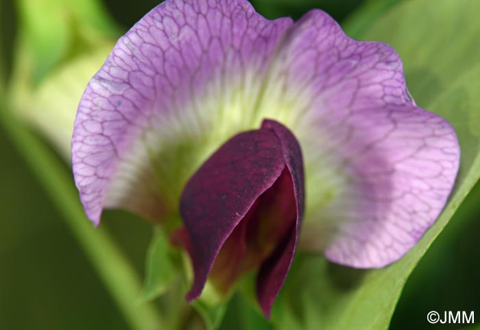Lathyrus oleraceus subsp. biflorus = Pisum sativum subsp. biflorum