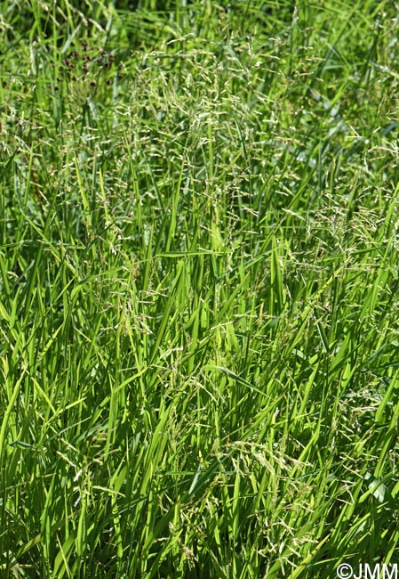 Leersia oryzoides