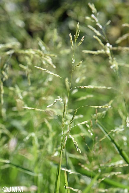 Leersia oryzoides