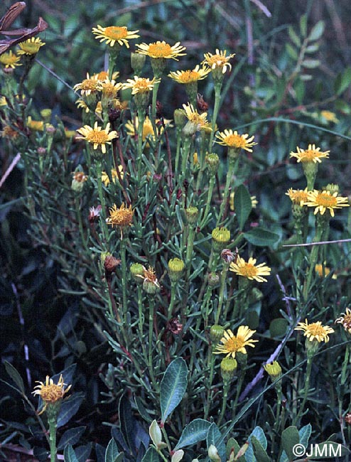 Limbarda crithmoides subsp. longifolia
