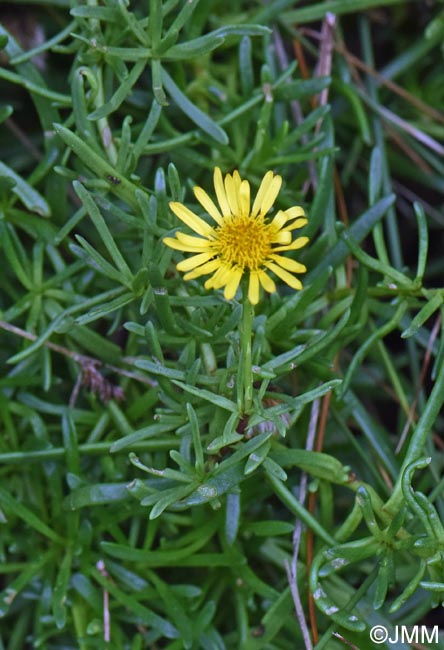Limbarda crithmoides subsp. longifolia