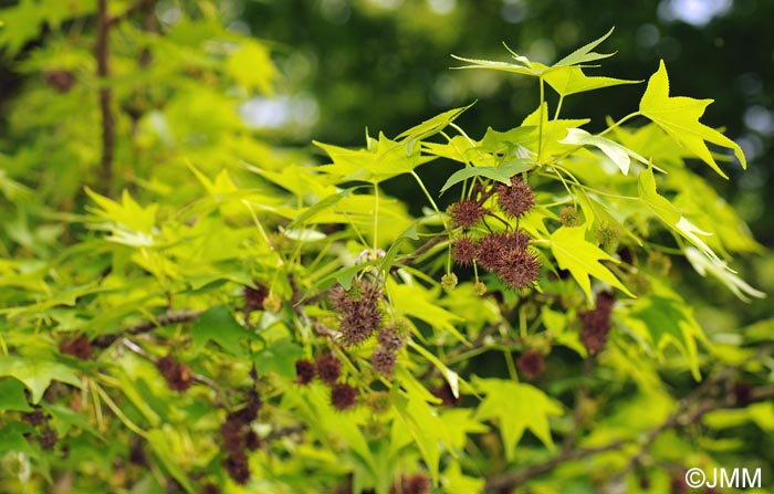 Liquidambar styraciflua