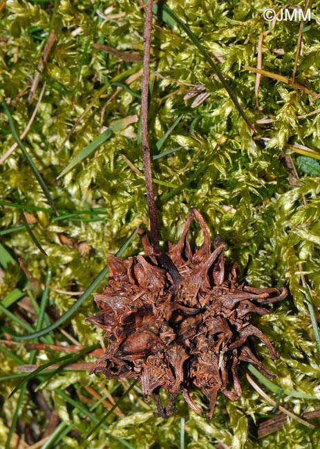 Liquidambar styraciflua : fruit