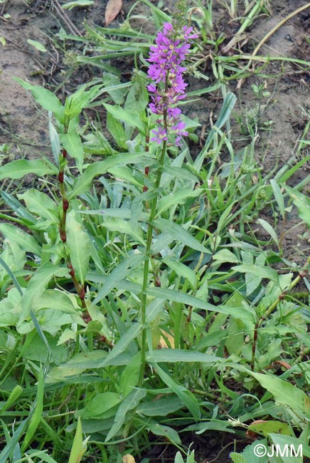 Lythrum salicaria