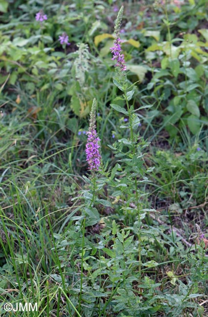 Lythrum salicaria