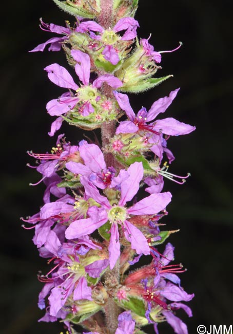 Lythrum salicaria