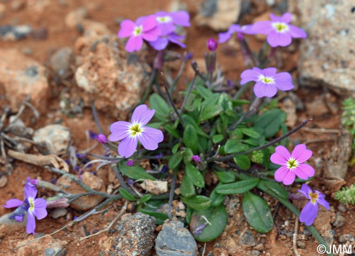 Malcolmia flexuosa subsp. naxensis
