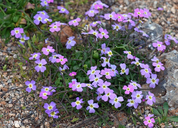 Malcolmia flexuosa subsp. naxensis