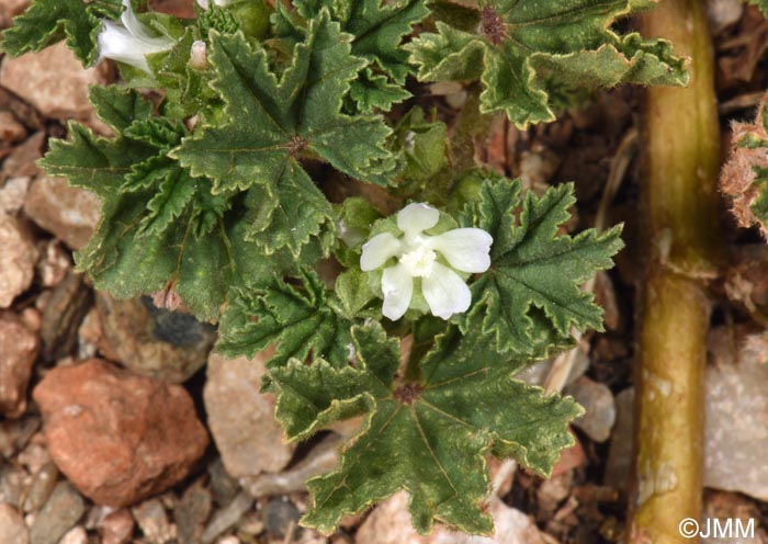 Malva parviflora