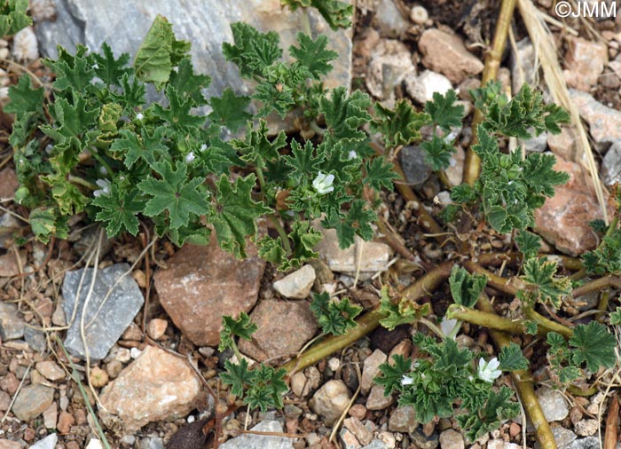 Malva parviflora