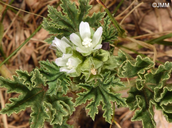 Malva parviflora