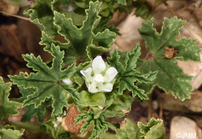 Malva parviflora