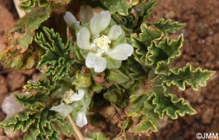 Malva parviflora