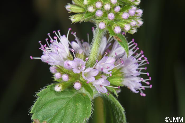 Mentha aquatica