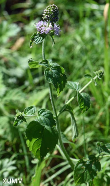 Mentha aquatica