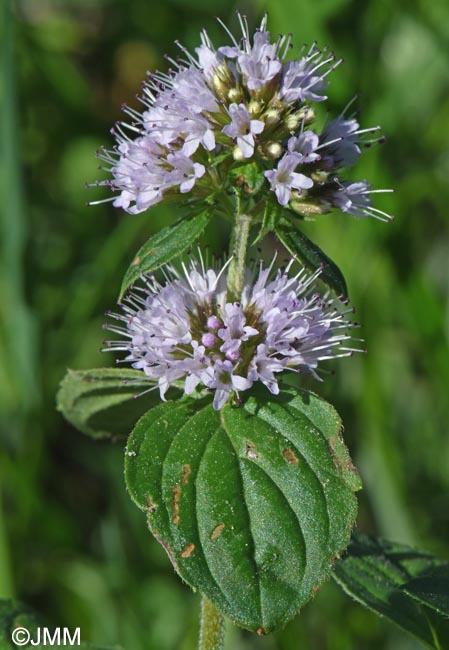 Mentha aquatica