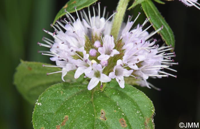 Mentha aquatica