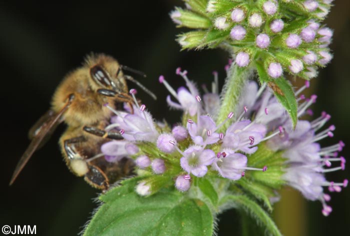 Mentha aquatica