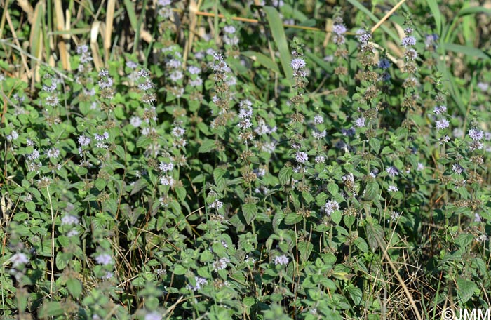 Mentha arvensis