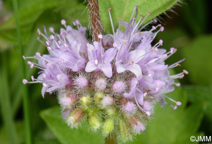 Mentha arvensis
