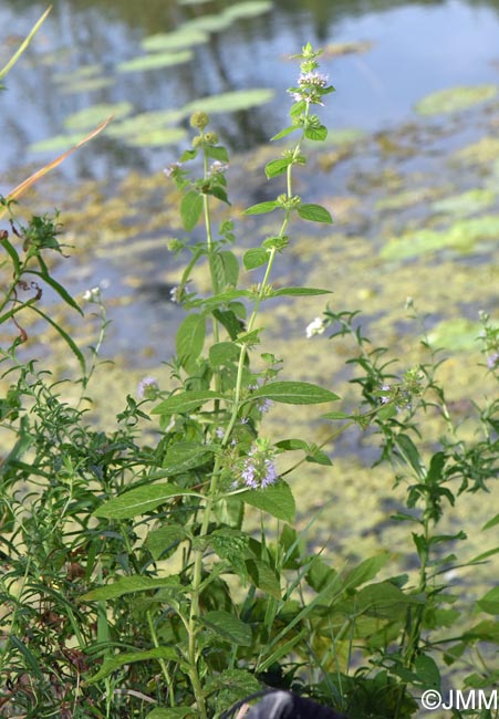 Mentha arvensis