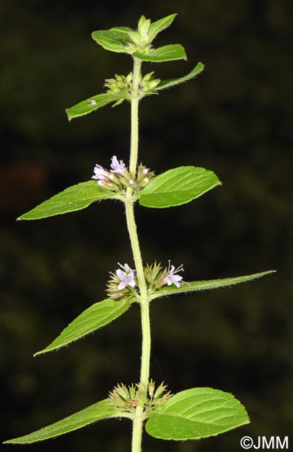Mentha arvensis