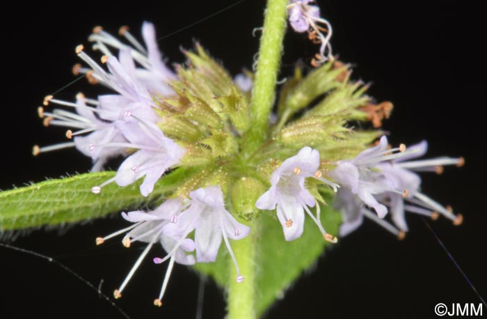 Mentha arvensis