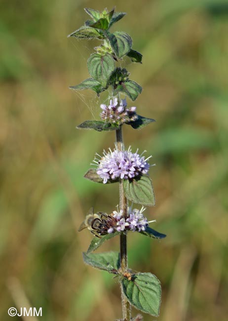 Mentha arvensis