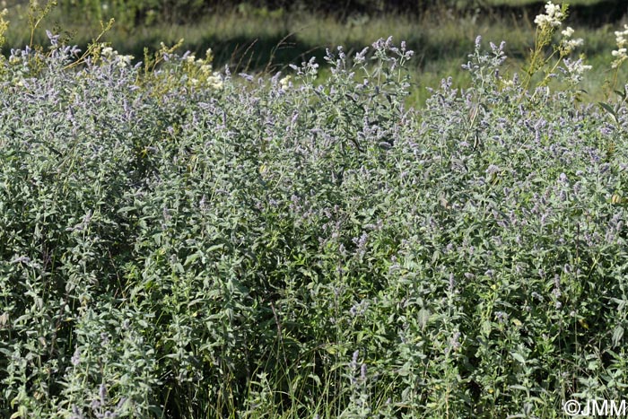Mentha longifolia