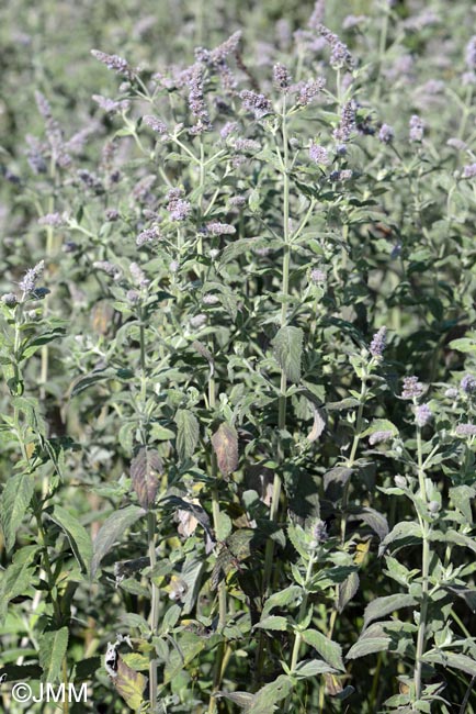 Mentha longifolia