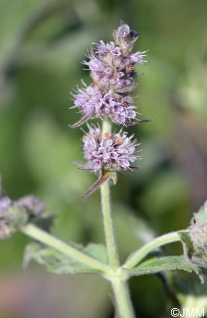 Mentha longifolia